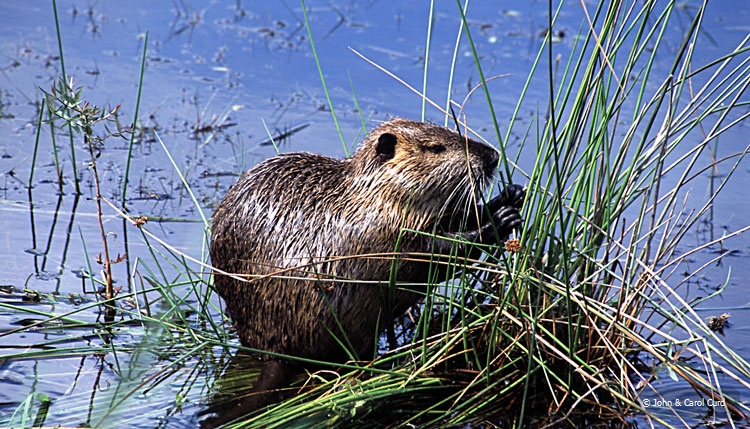 Coypu1.jpg