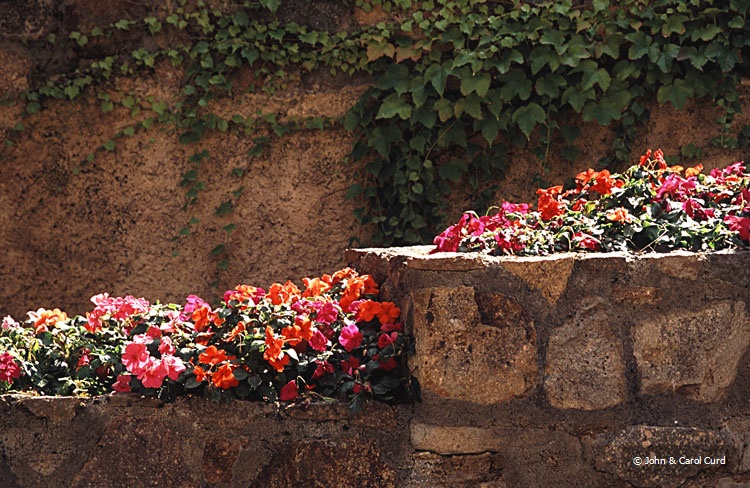 Flowers.jpg