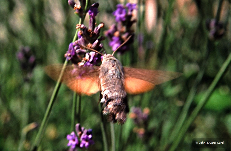 Fr03J11.jpg