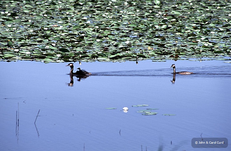 Grebes1.jpg