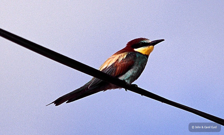 C0052-crop.jpg