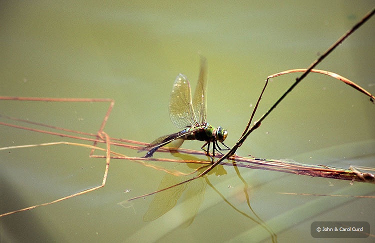 C0060.jpg