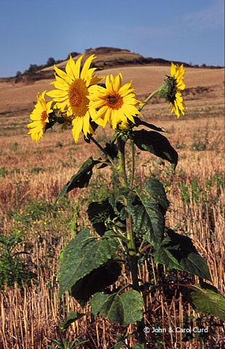 C0025.jpg