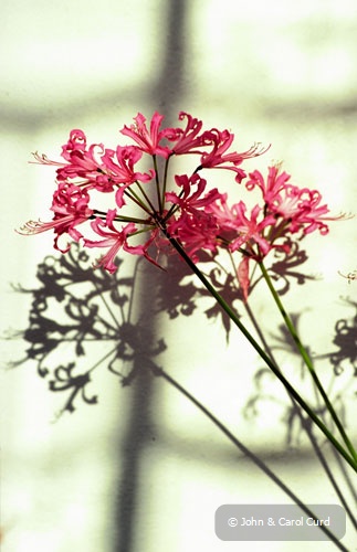 Nerine.jpg
