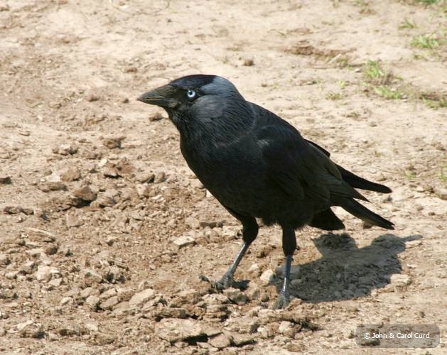 Jackdaw.jpg