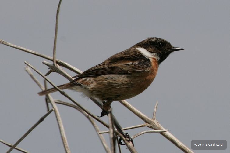 Stonechat.jpg