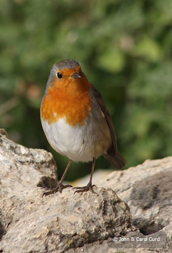 Bernia_Robin.jpg