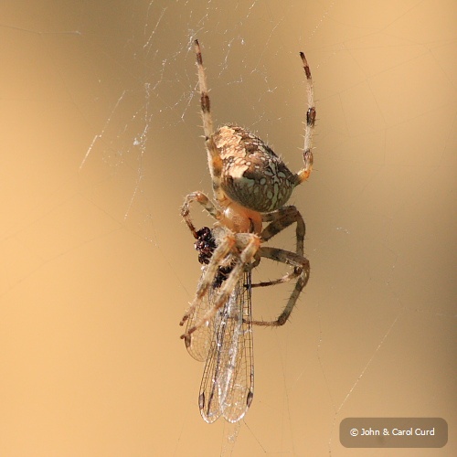 Garden_Spider_01.JPG