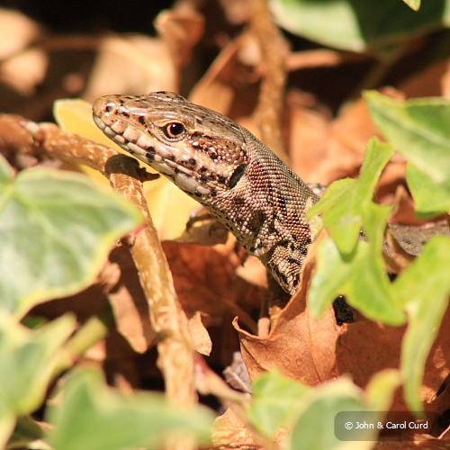 Lizard_01.JPG