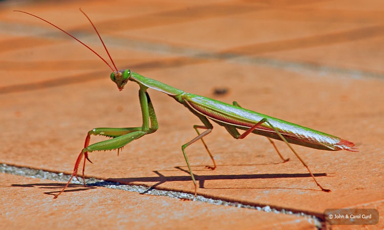 PrayingMantis.jpg