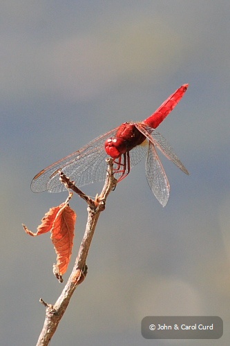 Scarlet_Darter_01.JPG