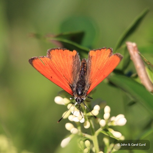 IMG_5254_Large_Copper.JPG