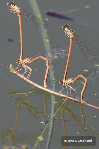 IMG_5291_Orange_White-legged_Damselfly.JPG