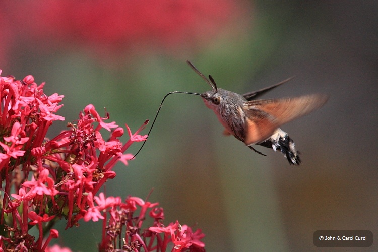 IMG_5333_Hummingbird_Hawkmoth.JPG