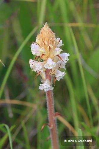 IMG_5390_Broomrape.JPG