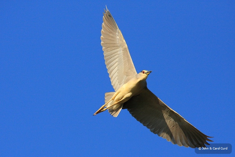 IMG_5902_Night_Heron.JPG
