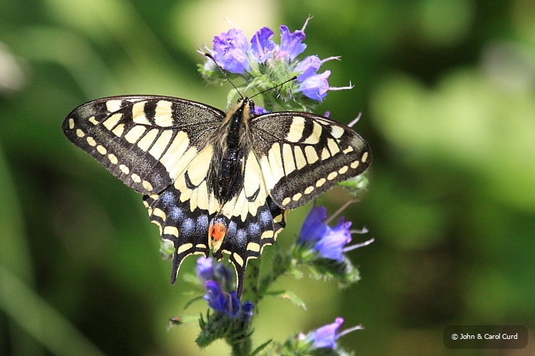 IMG_6003_Common_Swallowtail.JPG