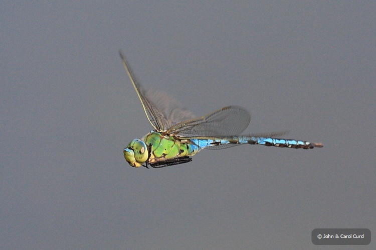 IMG_6134_Emperor_Dragonfly.JPG