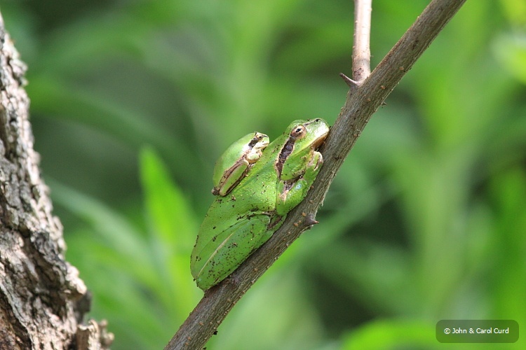 IMG_6266_Tree_frog.JPG