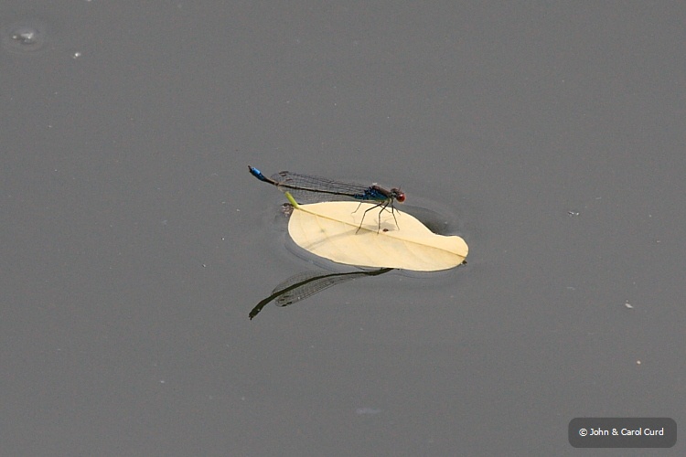 IMG_6267_Small_Red-eyed_Damselfly.JPG