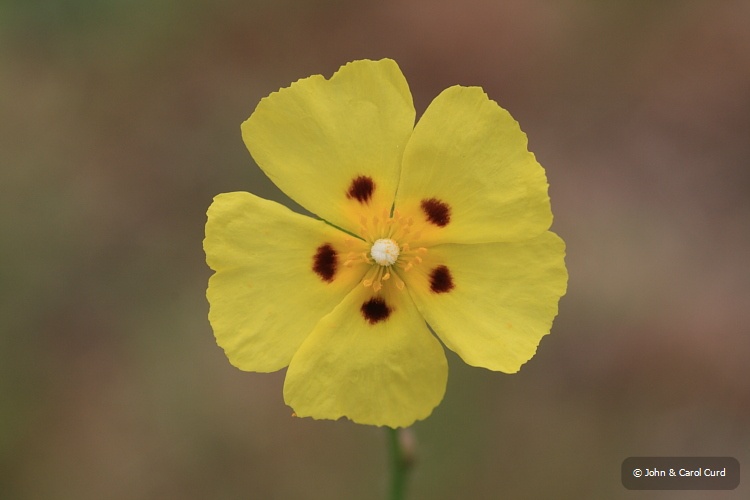 IMG_6324_Spotted_Rock_Rose.JPG