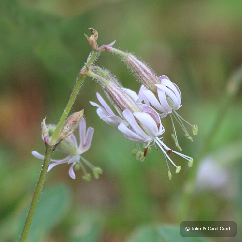IMG_6389_Nottingham_Catchfly.JPG