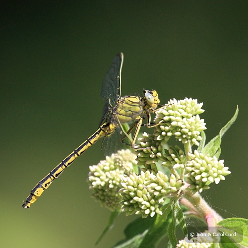 IMG_6486_Western_Club-tail.JPG