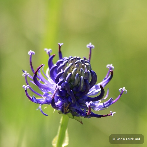 IMG_6632_Round-headed_Rampion.JPG
