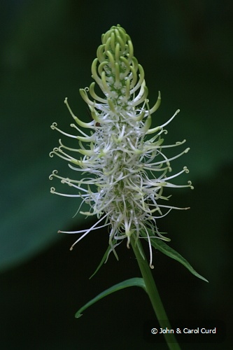IMG_6802_Spiked_Rampion.JPG