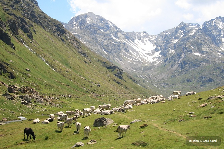 IMG_7005_Pyrenees.JPG