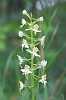IMG_6225_Greater_Butterfly_Orchid