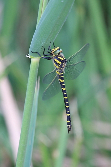 IMG_0072_Golden-ringed_Dragonfly_female.JPG