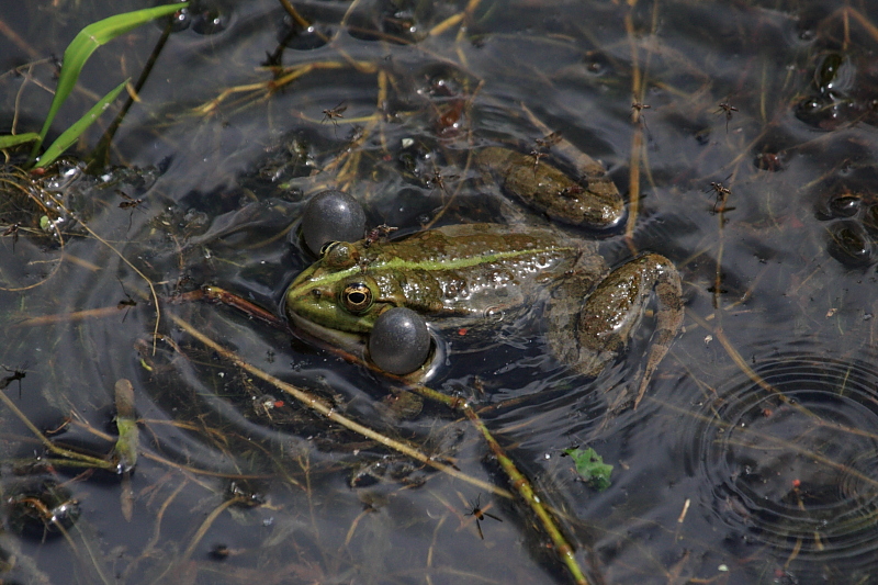 IMG_0151_Frog_croaking.JPG
