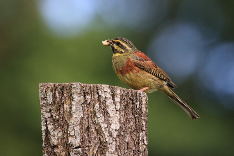 IMG_0204_Cirl_Bunting.JPG
