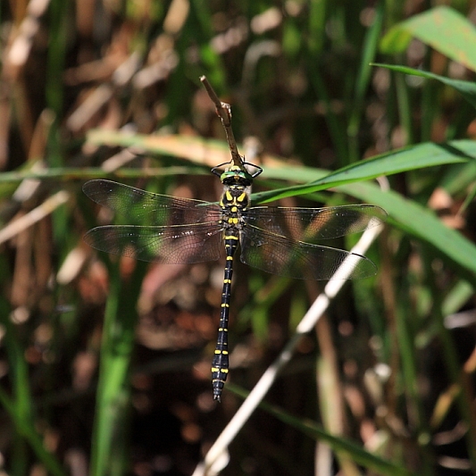IMG_0479_Golden-ringed_Dragonfly_male.JPG