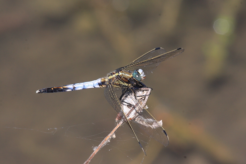 IMG_0770_White-tailed_Skimmer.JPG