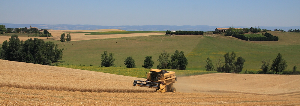 IMG_0825_Cedric_harvesting.JPG