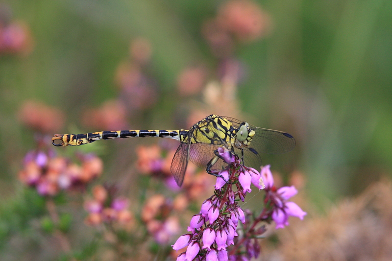 IMG_0873_Green-eyed_Hooktail.JPG