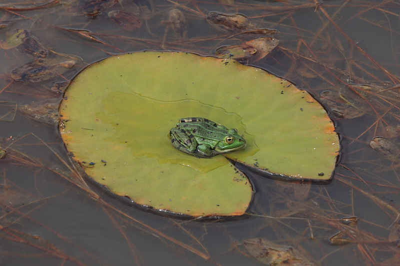 IMG_0917_Frog_on_lily_pad.JPG