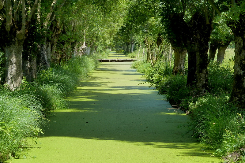 P1010188_Marais_Poitevin.JPG