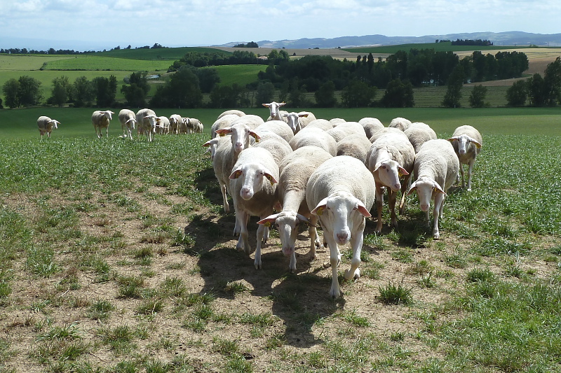 P1010280_Les_Brebis.JPG