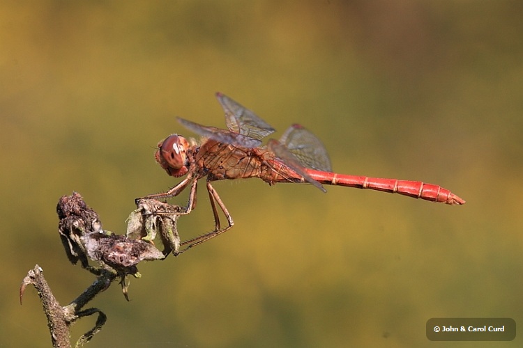 IMG_1477_Southern_Darter.JPG