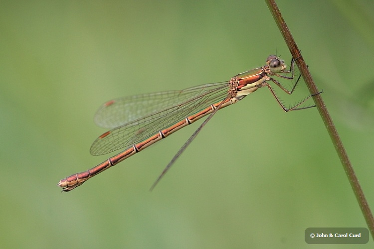 IMG_1552_Small_Emerald_Damselfly_female.JPG