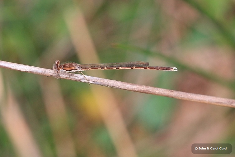 IMG_1559_Winter_Damselfly_male.JPG