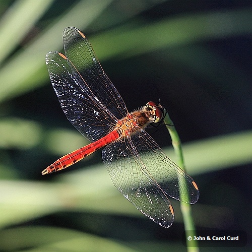 IMG_1768_Spotted_Darter.JPG