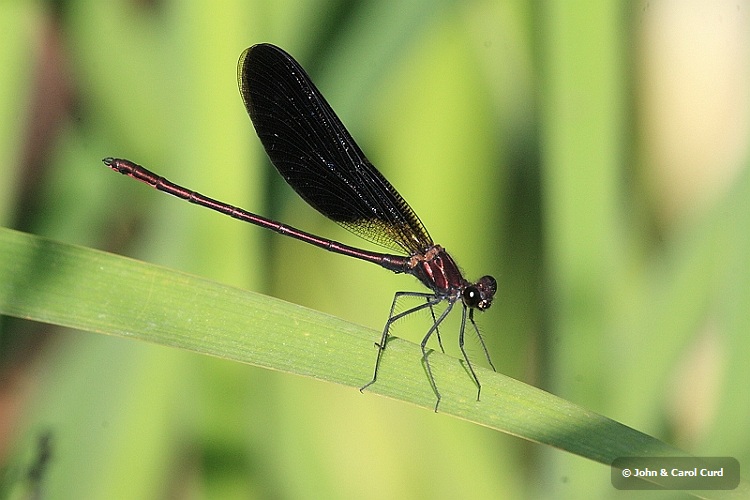 IMG_1775_Copper_Demoiselle_male.JPG