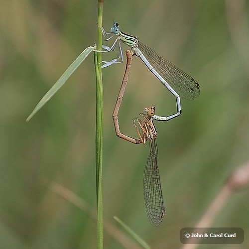 IMG_1816_White_Featherlegs_in_cop.JPG