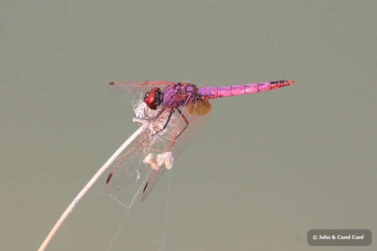 IMG_1878_Violet_Dropwing.JPG