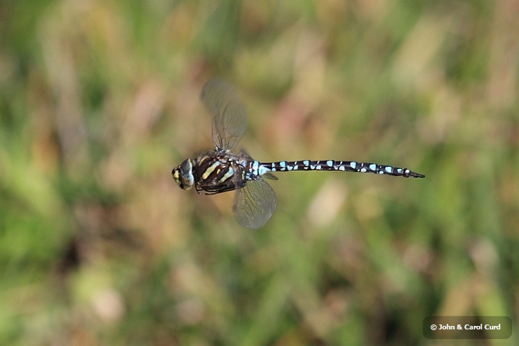 IMG_2094_Common_Hawker_male.JPG