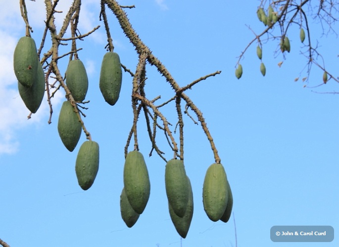 IMG_0203_Tree_pods.JPG